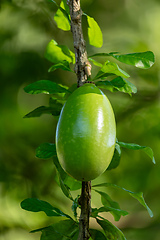 Image showing Crescentia cujete, commonly known as the calabash tree, flowering plant native to the Americas. Magdalena department, Colombia