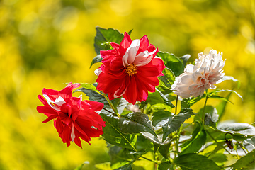 Image showing Dahlia pinnata, flower species in the genus Dahlia, with the common name garden dahlia. Magdalena department, Colombia