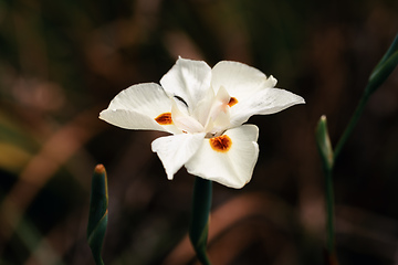 Image showing Dietes bicolor, the African iris, fortnight lily or yellow wild iris flower. Guasca, Cundinamarca Department, Colombia