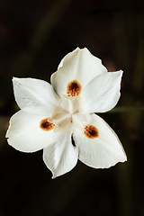 Image showing Dietes bicolor, the African iris, fortnight lily or yellow wild iris flower. Guasca, Cundinamarca Department, Colombia