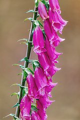 Image showing Digitalis thapsi flower, called mullein foxglove. Flowering plant in the genus Digitalis. Cundinamarca Department, Colombia