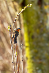 Image showing Small bird European Robin Red Breast.