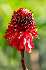 Image showing Etlingera elatior, flower known as torch ginger, torchflower, or wild ginger. Santander department, Colombia