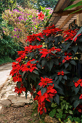 Image showing Flower Poinsettia (Euphorbia pulcherrima), Flower species of spurge family Euphorbiaceae. Magdalena department, Colombia