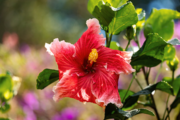 Image showing Hibiscus rosa-sinensis, Flower species of tropical hibiscus, a flowering plant, Magdalena department, Colombia