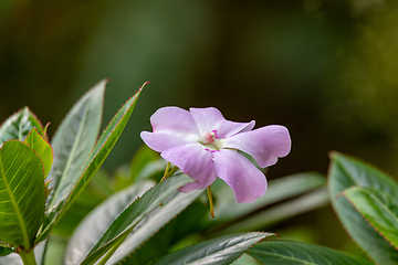 Image showing Impatiens sodenii, species of flowering plant in the family Balsaminaceae. Cundinamarca Department, Colombia