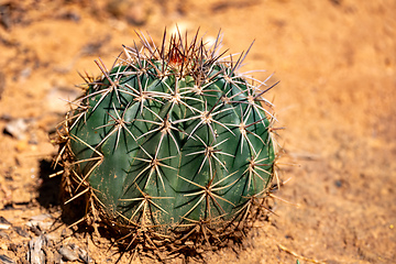 Image showing Melocactus curvispinus known as the Turks cap cactus, or Popes head cactus. La Guajira department, Colombia