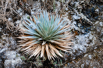 Image showing Paepalanthus alpinus. Native plant species is Colombia. Cundinamarca Department, Colombia