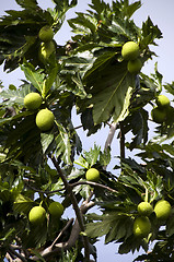 Image showing breadfruit tree