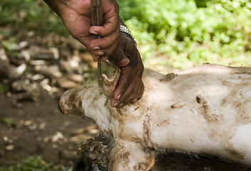 Image showing shaving the hog for butchering nicaragua