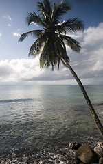 Image showing coconut tree over caribbean sea