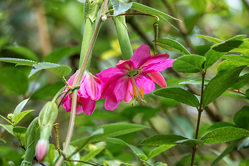 Image showing Passiflora tripartita, flower species of Passiflora. Cundinamarca Department, Colombia