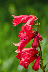 Image showing Penstemon hartwegii, common name Hartwegs beardtongue, Guasca, Cundinamarca Department, Colombia