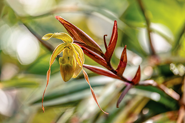 Image showing Phragmipedium longifolium, flower species of orchid. Magdalena department, Colombia