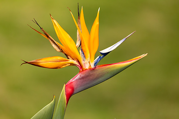 Image showing Strelitzia reginae, commonly known as the crane flower. Quindio department, Colombia