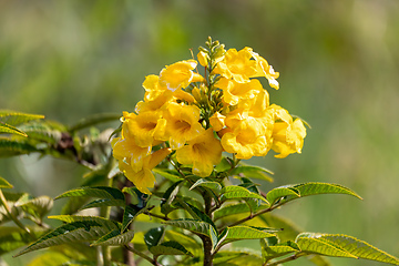 Image showing Tecoma stans, Tecoma stans, yellow trumpetbush, yellow bells or yellow elder. Tocancipa, Cundinamarca Departement, Colombia