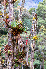 Image showing Tillandsia fendleri, species of flowering plant. Cundinamarca Department, Colombia