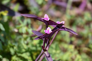 Image showing Tradescantia pallida, species of spiderwort flower. Commonly called purple secretia. Santander department, Colombia