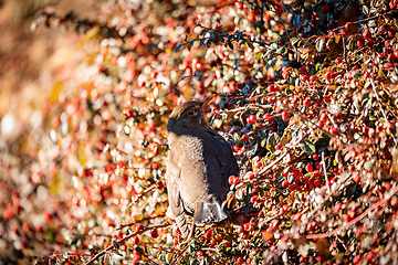 Image showing Male of Common blackbird, Wildlife and birdwatching in Czech Republic