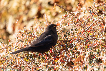 Image showing Male of Common blackbird, Wildlife and birdwatching in Czech Republic