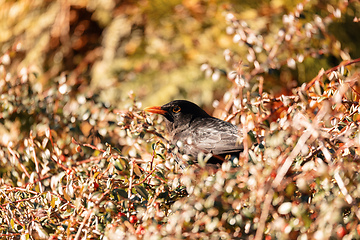 Image showing Male of Common blackbird, Wildlife and birdwatching in Czech Republic