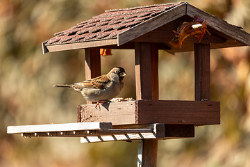 Image showing House sparrow (Passer domesticus) in bird feeder in winter garden. European bird wildlife, Czech republic