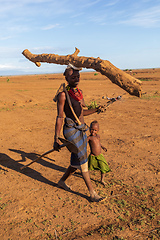 Image showing Dasanesh woman carries tree trunk on her head, Omorate, Omo Valley, Ethiopia