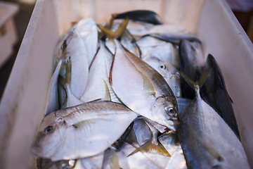 Image showing Fish market, raw and fresh food for nutrition, protein and marine wildlife in diet for minerals. Closeup, seafood and ingredient for cooking and omega vitamins, outdoors and uncooked meal at harbor