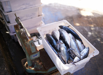 Image showing Fish market, pier and fresh food for nutrition, protein and marine wildlife in diet for minerals. Crate, seafood and ingredient for cooking and omega vitamins, outdoors and uncooked meal at harbor