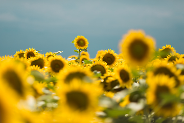 Image showing Standing out from the crowd concept. Wonderful panoramic view of field of sunflowers by summertime. One flower growing taller than the others.