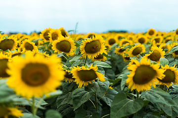 Image showing Wonderful panoramic view of field of sunflowers by summertime