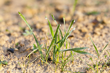 Image showing winter wheat covered with ice