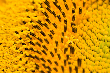 Image showing field annual sunflowers