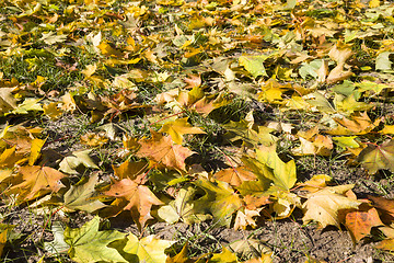 Image showing autumn foliage