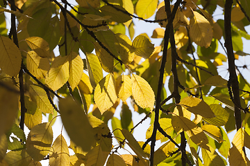 Image showing leaves of deciduous trees