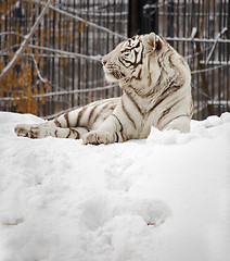 Image showing White tiger