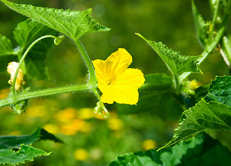 Image showing Cucumber flower