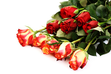 Image showing lots of roses