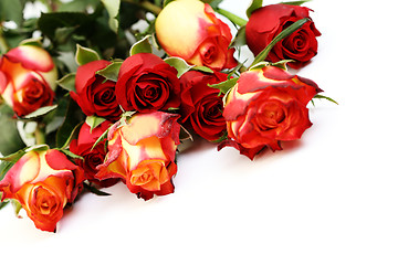 Image showing lots of roses