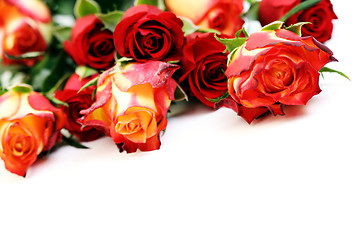 Image showing lots of roses