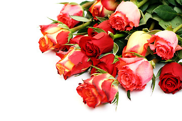 Image showing lots of roses