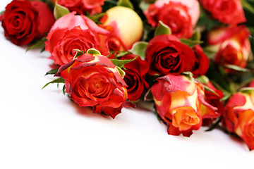 Image showing lots of roses