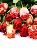 Image showing lots of roses