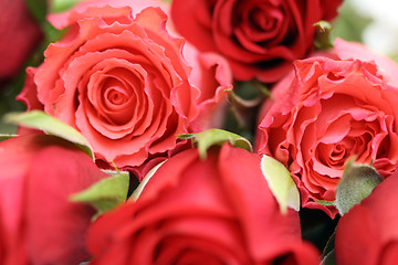 Image showing lots of roses