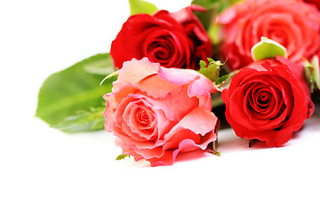 Image showing lots of roses