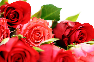 Image showing lots of roses