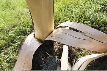 Image showing tree broken during a storm