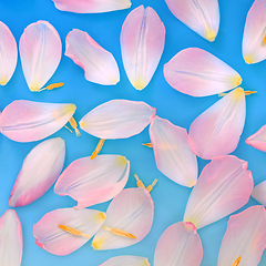 Image showing Pink Tulip Flower Petal Abstract Background 