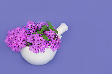 Image showing Purple Verbena Flowers for Herbal Medicine 