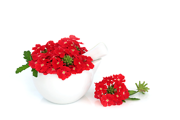 Image showing Red Verbena Flowers used in Alternative Herbal Medicine